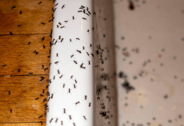 Professional Pest Control in Scott, LA