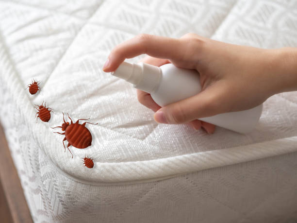 Best Termite Control Services  in Scott, LA
