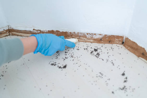 Best Wasp Removal Services  in Scott, LA